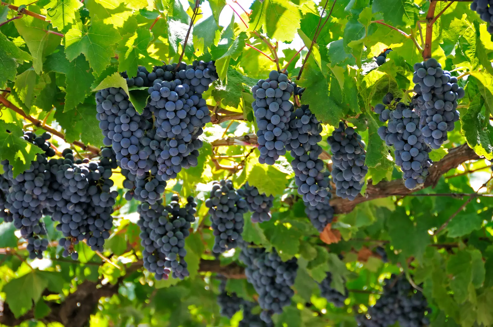 Ruta del vino, Montenegro